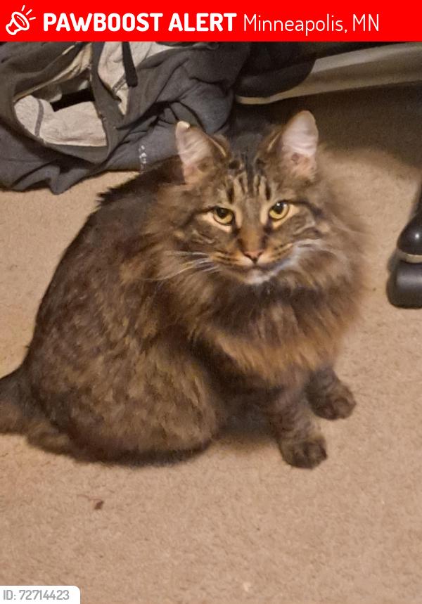 Lost Male Cat last seen 25th & Lyndale Ave S , Minneapolis, MN 55405