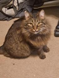 Lost Male Cat last seen 25th & Lyndale Ave S , Minneapolis, MN 55405