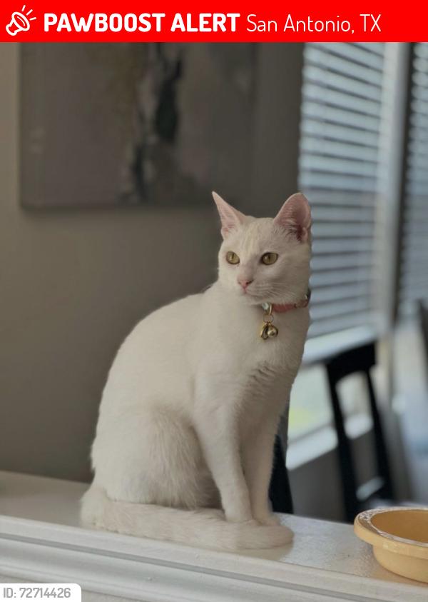Lost Female Cat last seen Carriage blvd and carriage dove, San Antonio, TX 78249