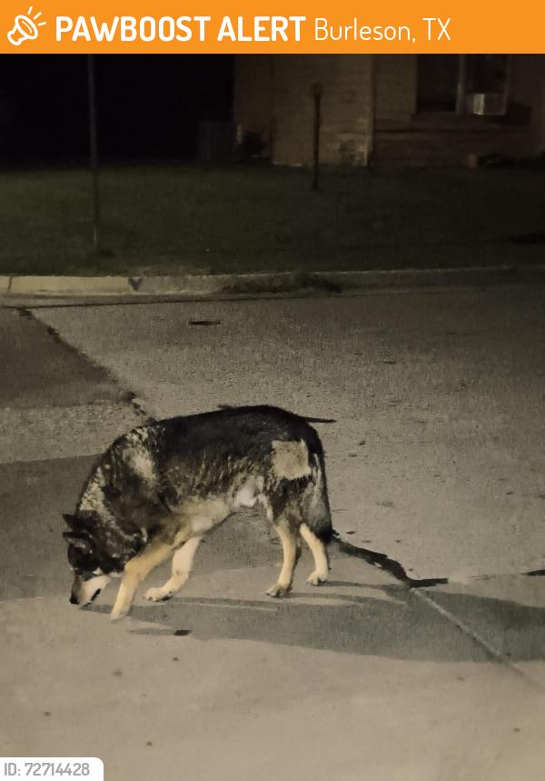 Found/Stray Unknown Dog last seen NE Cindy Lane and lorna, Burleson, TX 76028