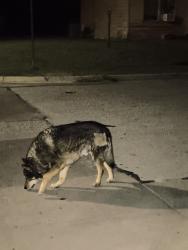 Found/Stray Unknown Dog last seen NE Cindy Lane and lorna, Burleson, TX 76028