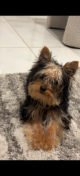 Lost Female Dog last seen Kelton Way, Sacramento, CA 95838