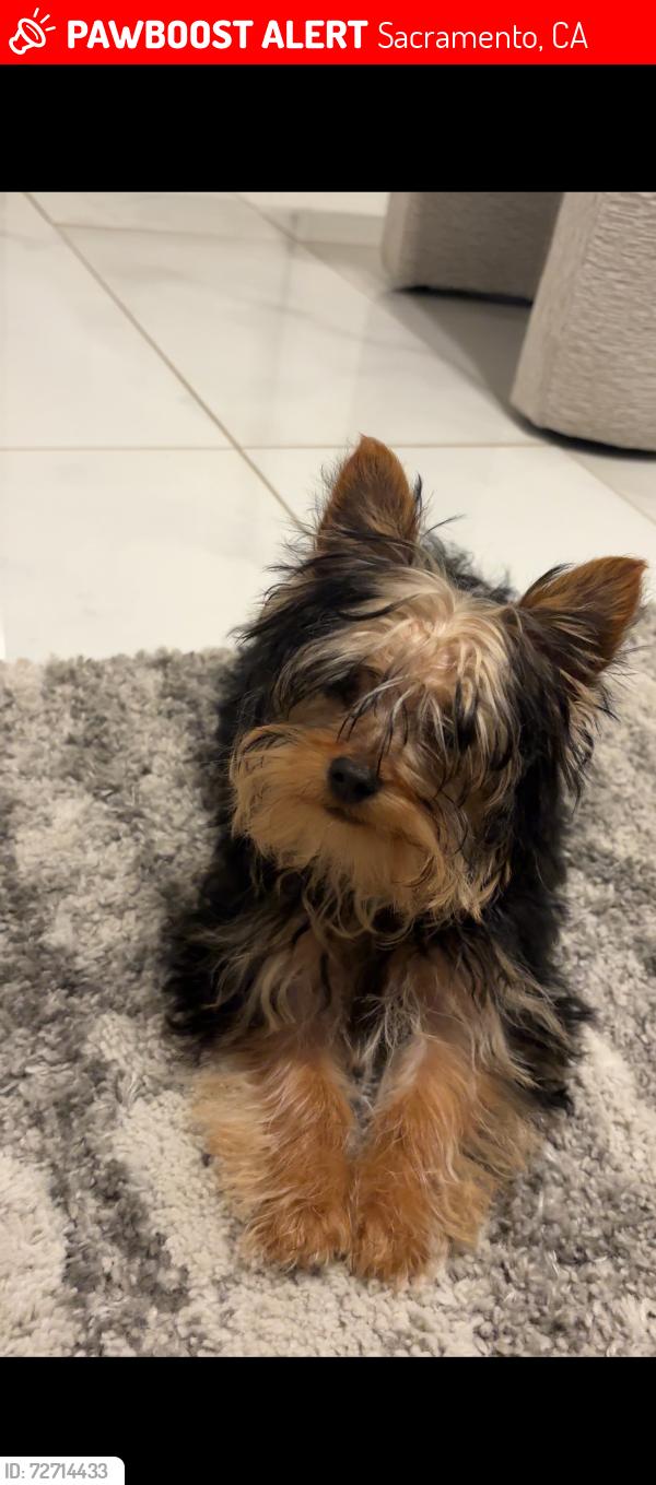 Lost Female Dog last seen Kelton Way, Sacramento, CA 95838