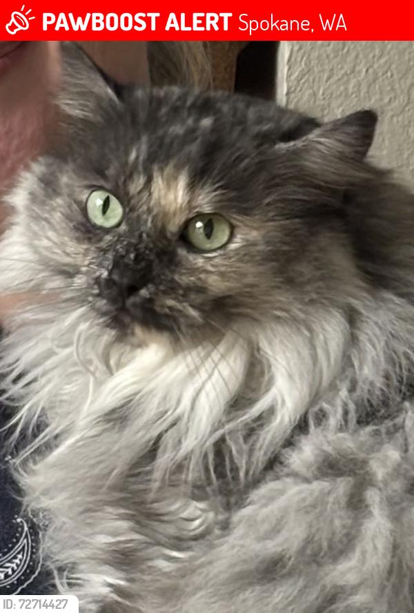 Lost Female Cat last seen North Spokane Library, Spokane, WA 99218