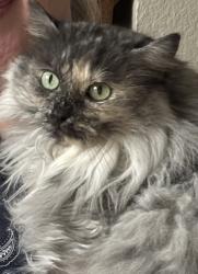 Lost Female Cat last seen North Spokane Library , Spokane, WA 99218
