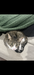 Lost Female Cat last seen Cracker Barrel, Lindale, TX 75771