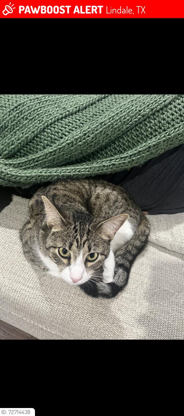 Lost Female Cat last seen Cracker Barrel, Lindale, TX 75771