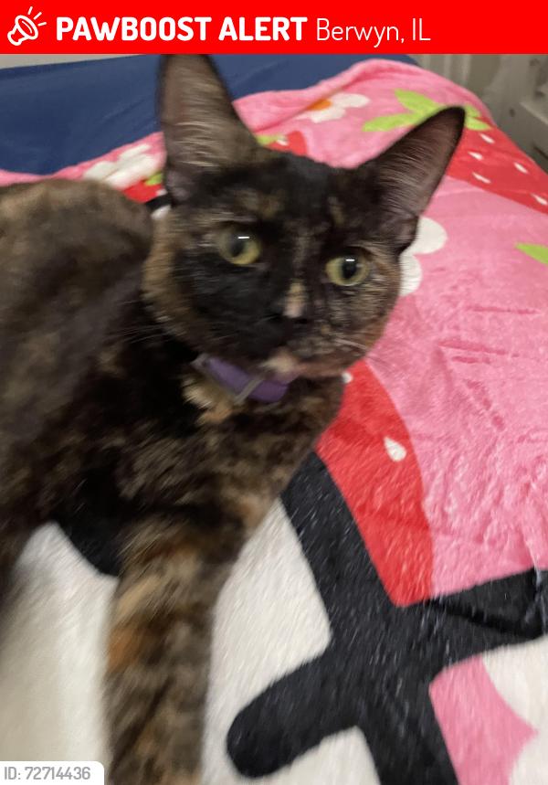 Lost Female Cat last seen 13th street Berwyn , Berwyn, IL 60304