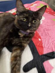 Lost Female Cat last seen 13th street Berwyn , Berwyn, IL 60304
