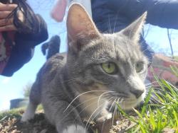 Lost Female Cat last seen Near street, The Bronx, NY 10454
