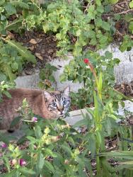 Found/Stray Unknown Cat last seen Near mesquite way, Vista, CA 92083