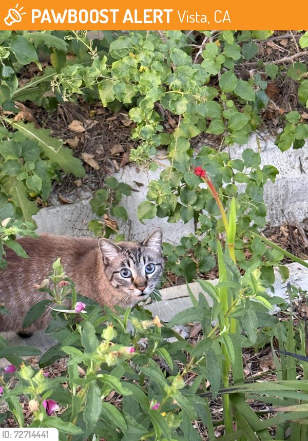 Found/Stray Unknown Cat last seen Near mesquite way, Vista, CA 92083
