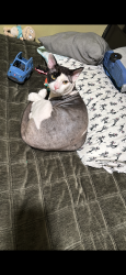 Lost Male Cat last seen Carnegie avenue, Elmont, NY 11003