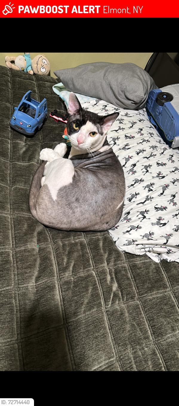 Lost Male Cat last seen Carnegie avenue, Elmont, NY 11003