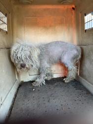 Found/Stray Unknown Dog last seen Ave 304, Rd 52, Tulare County, CA 93292