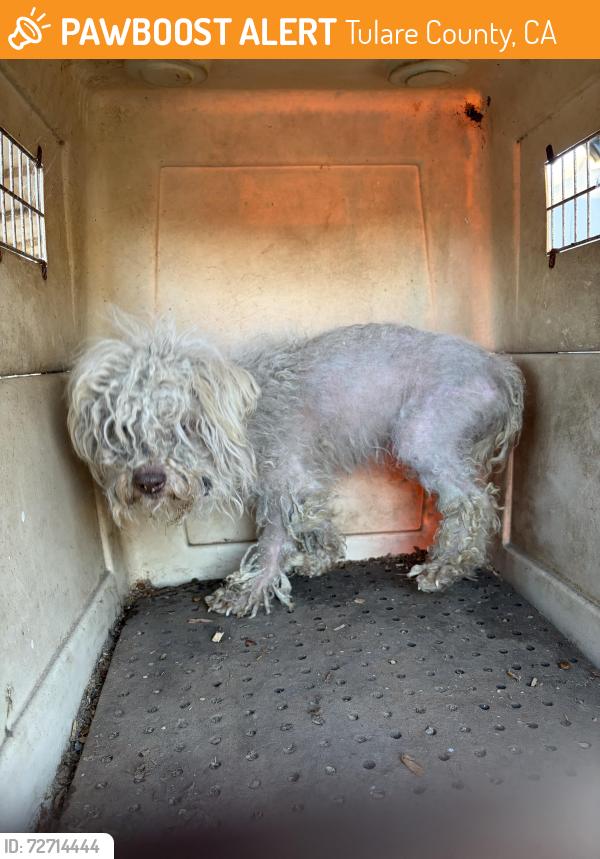 Found/Stray Unknown Dog last seen Ave 304, Rd 52, Tulare County, CA 93292