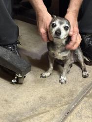 Found/Stray Male Dog last seen Lake South and Mission Madre, Las Vegas, NV 89117
