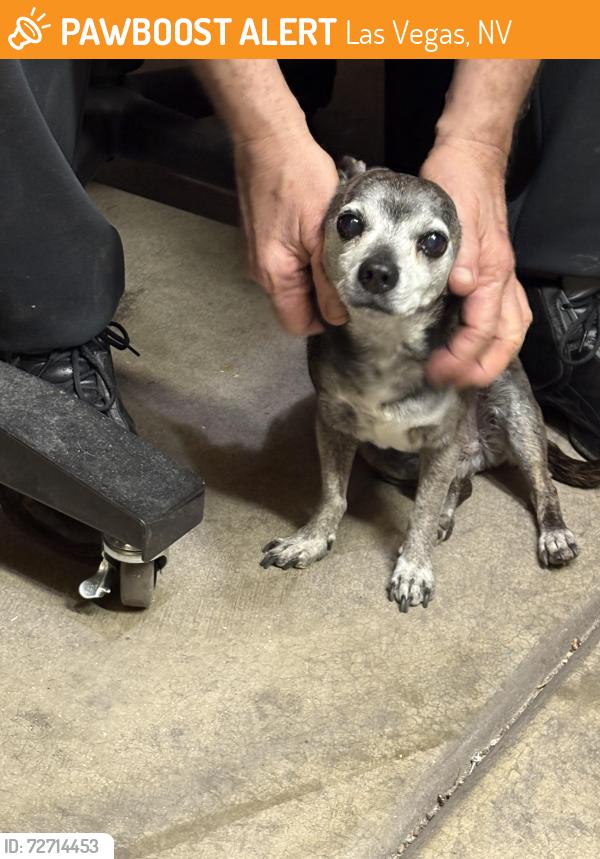 Found/Stray Male Dog last seen Lake South and Mission Madre, Las Vegas, NV 89117
