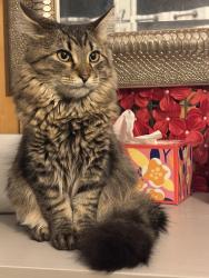 Lost Female Cat last seen Near baker av Wharton nj, Wharton, NJ 07885