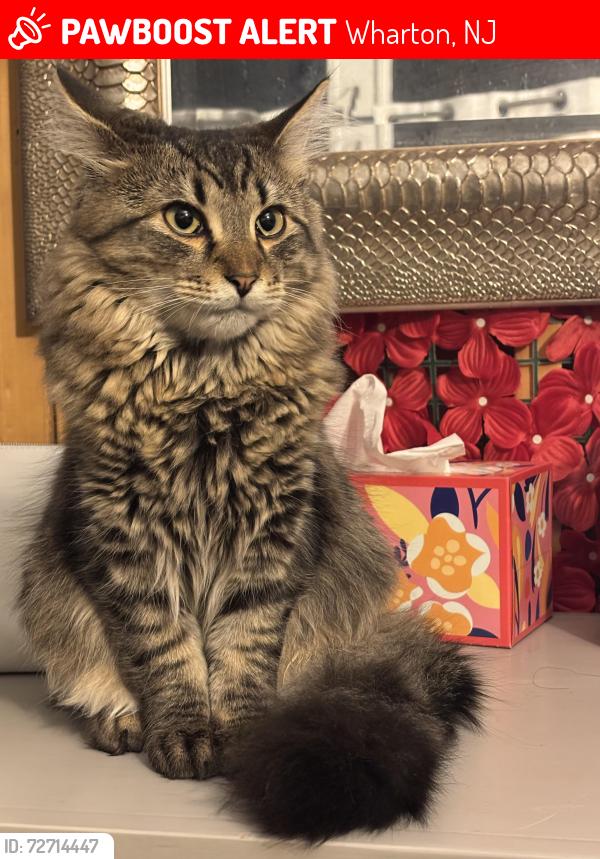 Lost Female Cat last seen Near baker av Wharton nj, Wharton, NJ 07885