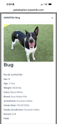 Found/Stray Male Dog last seen Talbert and Foster St, Fountain Valley, Fountain Valley, CA 92708