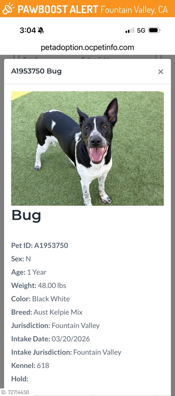 Found/Stray Male Dog last seen Talbert and Foster St, Fountain Valley, Fountain Valley, CA 92708