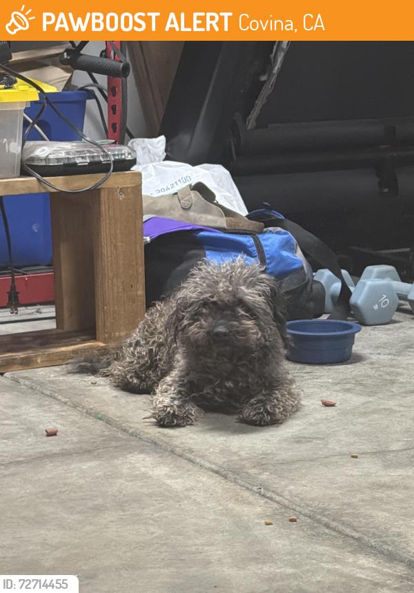 Found/Stray Male Dog last seen Puente&Lark Ellen , Covina, CA 91723