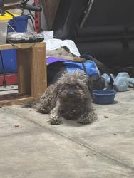 Found/Stray Male Dog last seen Puente&Lark Ellen , Covina, CA 91723