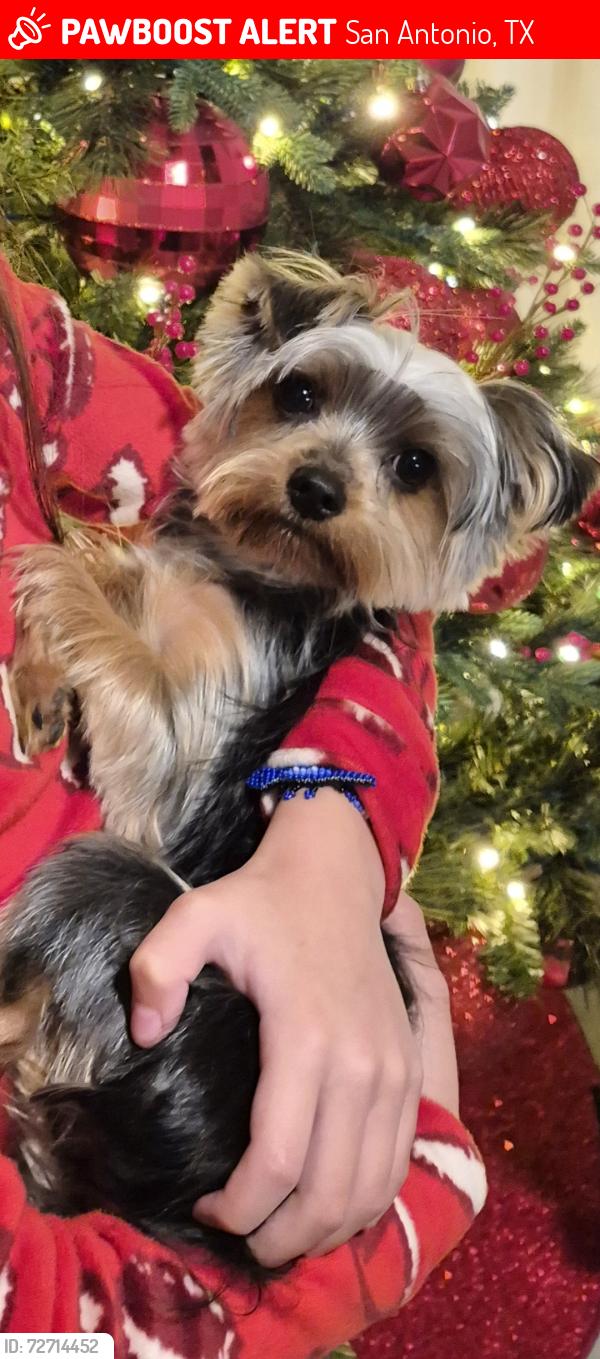 Lost Male Dog last seen Mariana del Rey, San Antonio, TX 78109