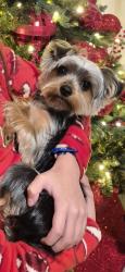 Lost Male Dog last seen Mariana del Rey, San Antonio, TX 78109