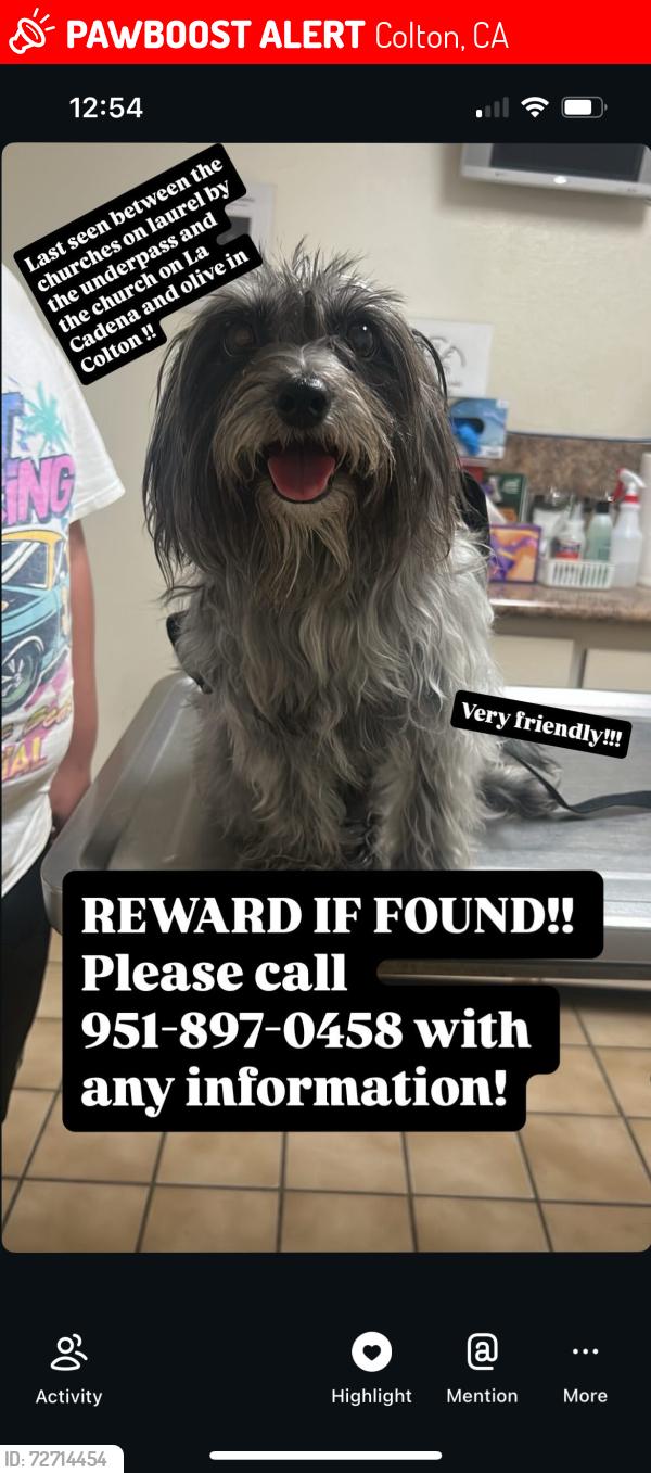 Lost Male Dog last seen Rancho and olive in colton, Colton, CA 92324