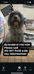Lost Male Dog last seen Rancho and olive in colton, Colton, CA 92324