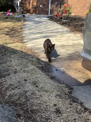 Lost Female Cat last seen Tarlor st, Central, SC 29630