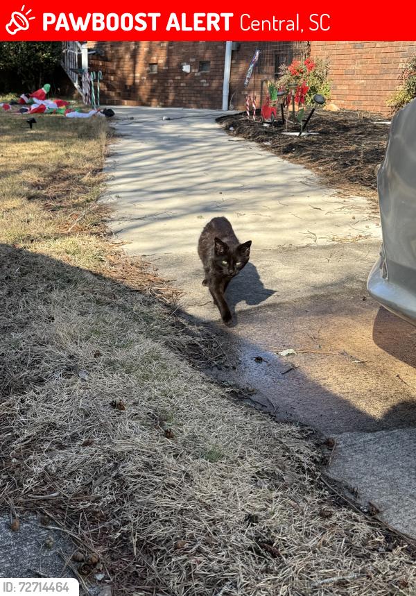 Lost Female Cat last seen Tarlor st, Central, SC 29630