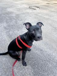 Found/Stray Female Dog last seen Briarhurst dr and Westhaimer dr , Houston, TX 77057