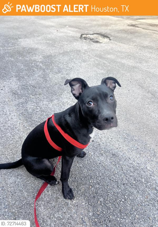 Found/Stray Female Dog last seen Briarhurst dr and Westhaimer dr , Houston, TX 77057