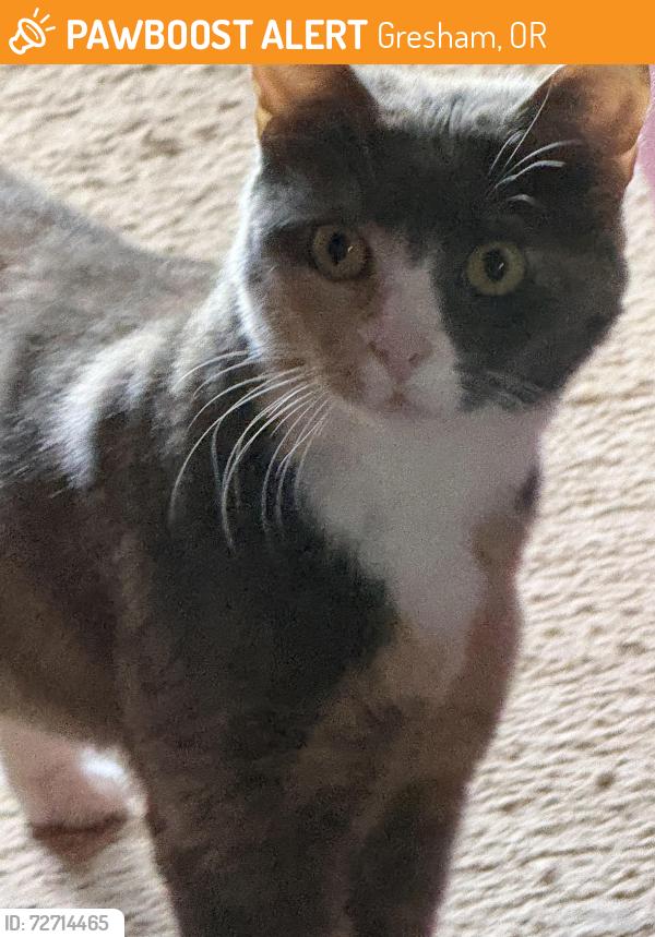 Found/Stray Female Cat last seen Powell , Gresham, OR 97080