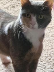Found/Stray Female Cat last seen Powell , Gresham, OR 97080