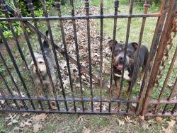 Found/Stray Unknown Dog last seen Riverdale and Tamerlane, Memphis, TN 38119