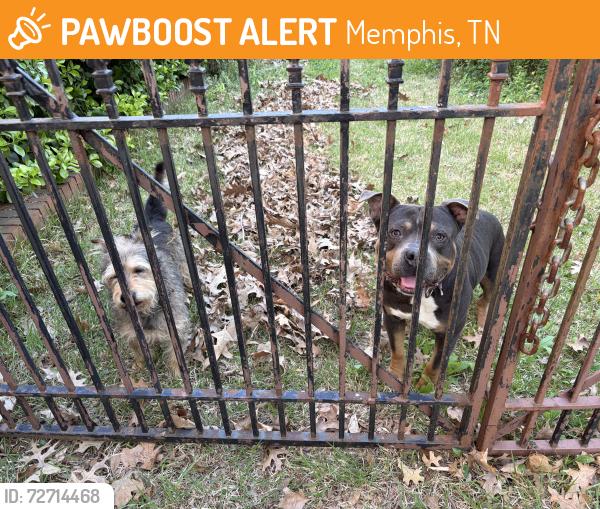 Found/Stray Unknown Dog last seen Riverdale and Tamerlane, Memphis, TN 38119