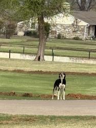 Found/Stray Male Dog last seen S.W. 59th and Country Club Dr., Oklahoma City, OK 73159