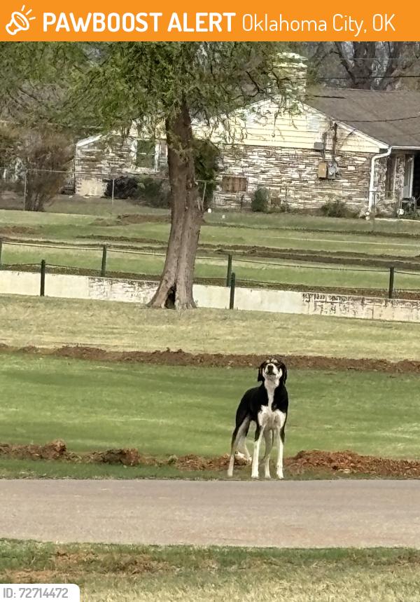 Found/Stray Male Dog last seen S.W. 59th and Country Club Dr., Oklahoma City, OK 73159