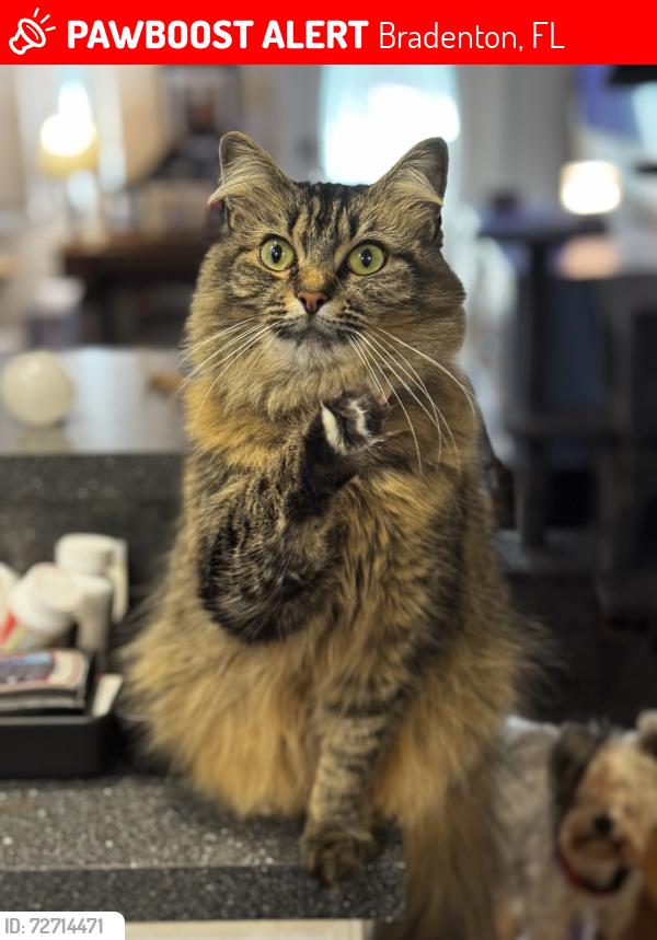 Lost Female Cat last seen Legacy Baptist Church, Bradenton, FL 34207