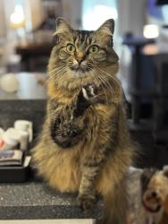 Lost Female Cat last seen Legacy Baptist Church, Bradenton, FL 34207