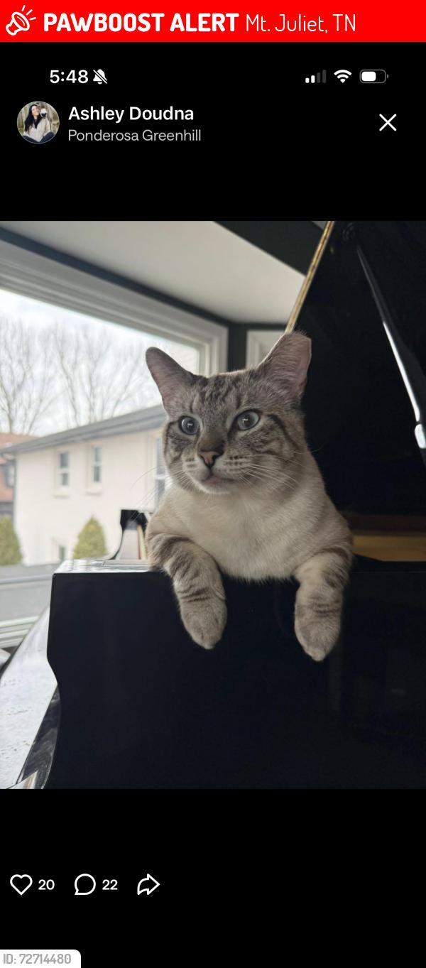 Lost Male Cat last seen Vanderbilt and saunderville, Mt. Juliet, TN 37122