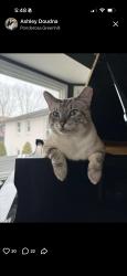 Lost Male Cat last seen Vanderbilt and saunderville, Mt. Juliet, TN 37122