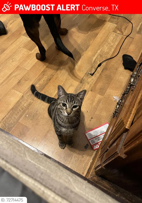 Lost Male Cat last seen Neighborhood Walmart , Converse, TX 78109