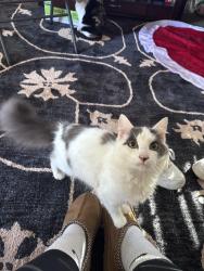 Lost Male Cat last seen Salvation Army on Oleander Drive, Wilmington, NC 28409