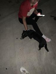 Found/Stray Male Dog last seen Taylor High School, Houston, TX 77083