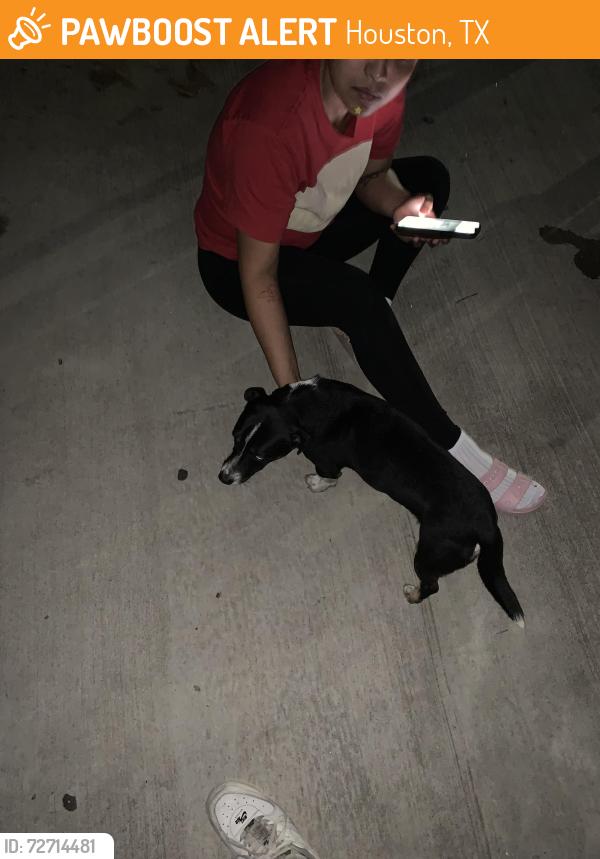 Found/Stray Male Dog last seen Taylor High School, Houston, TX 77083